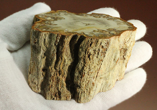 コンパクトビューティ！マダガスカル産木化石、珪化木（その18）
