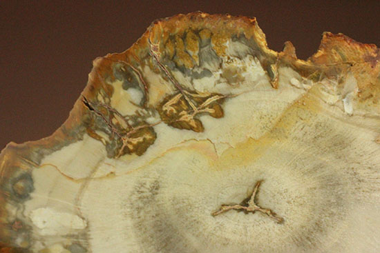 コンパクトビューティ！マダガスカル産木化石、珪化木（その3）