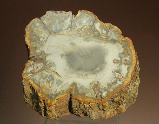 コンパクトビューティ！マダガスカル産木化石、珪化木（その6）