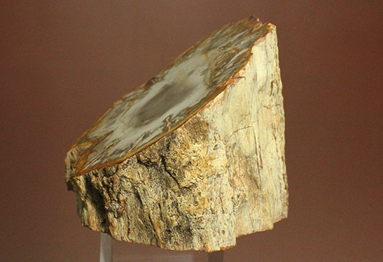 コンパクトビューティ！マダガスカル産木化石、珪化木（その7）