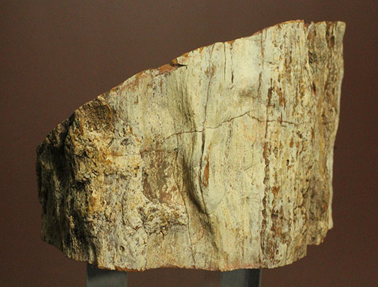 コンパクトビューティ！マダガスカル産木化石、珪化木（その8）