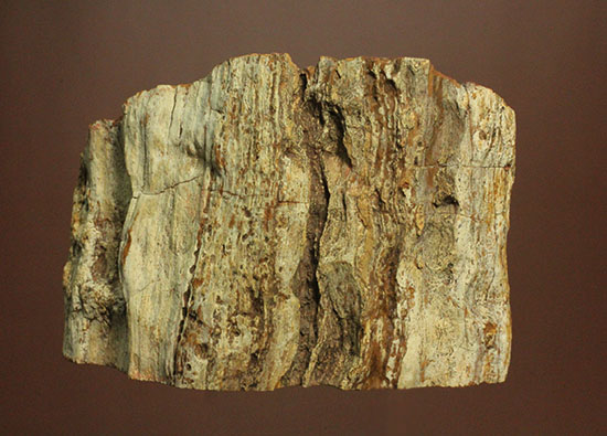 コンパクトビューティ！マダガスカル産木化石、珪化木（その9）