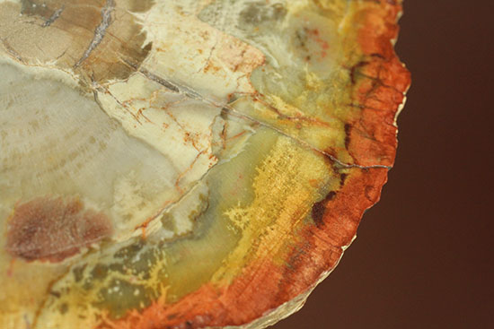 アラウカリア・アラウカナと思われる三畳紀の木の化石（珪化木）（その1）
