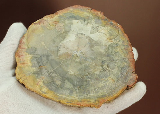 アラウカリア・アラウカナと思われる三畳紀の木の化石（珪化木）（その10）