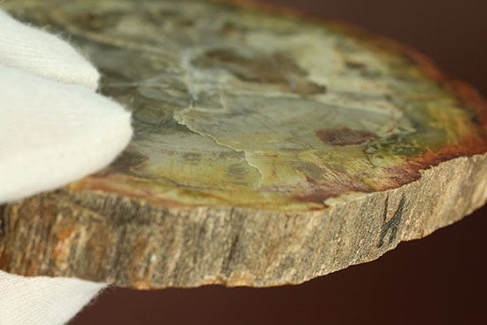 アラウカリア・アラウカナと思われる三畳紀の木の化石（珪化木）（その11）