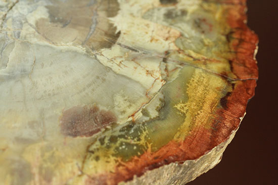 アラウカリア・アラウカナと思われる三畳紀の木の化石（珪化木）（その12）