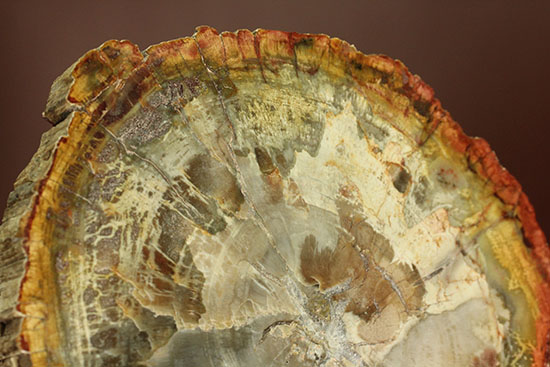 アラウカリア・アラウカナと思われる三畳紀の木の化石（珪化木）（その13）