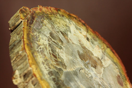 アラウカリア・アラウカナと思われる三畳紀の木の化石（珪化木）（その14）