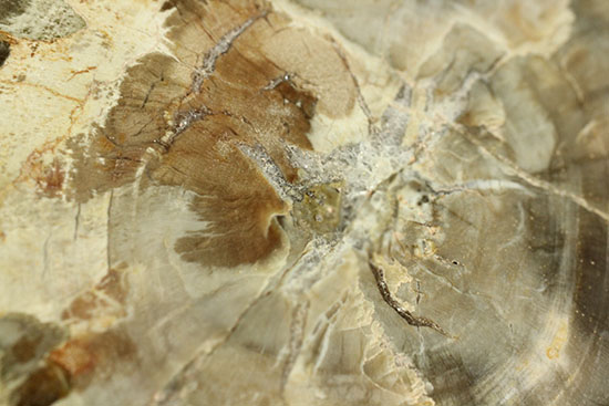 アラウカリア・アラウカナと思われる三畳紀の木の化石（珪化木）（その15）
