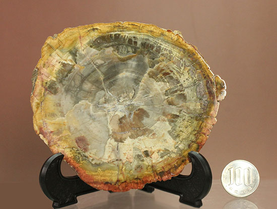 アラウカリア・アラウカナと思われる三畳紀の木の化石（珪化木）（その16）