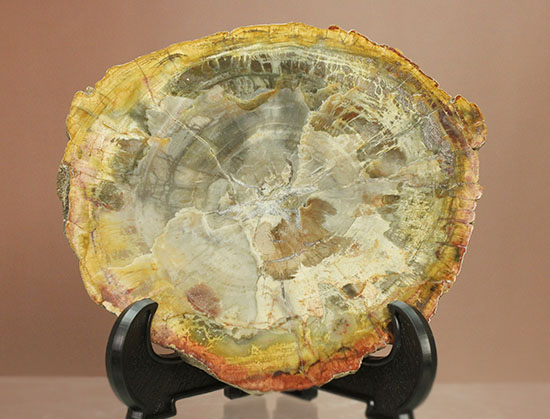アラウカリア・アラウカナと思われる三畳紀の木の化石（珪化木）（その2）