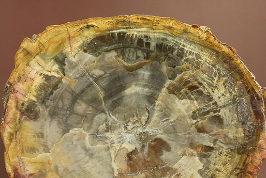アラウカリア・アラウカナと思われる三畳紀の木の化石（珪化木）（その3）