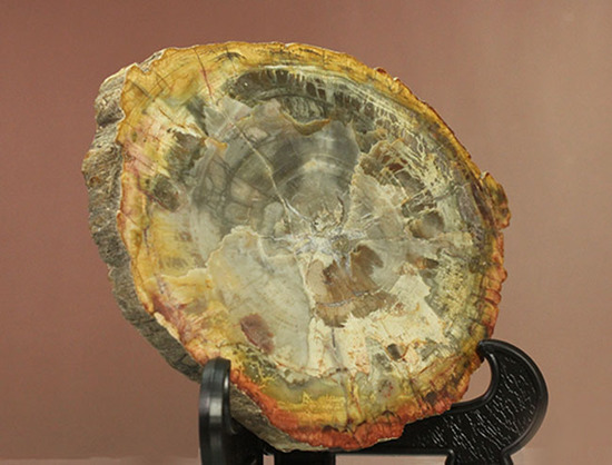アラウカリア・アラウカナと思われる三畳紀の木の化石（珪化木）（その5）