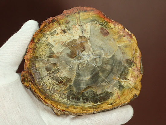 アラウカリア・アラウカナと思われる三畳紀の木の化石（珪化木）