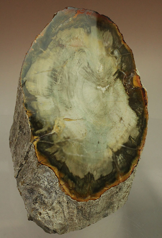 分厚く生々しい木肌！約２億年前の木化石、珪化木（ケイカボク）（その1）
