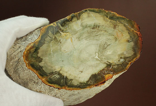 分厚く生々しい木肌！約２億年前の木化石、珪化木（ケイカボク）（その11）