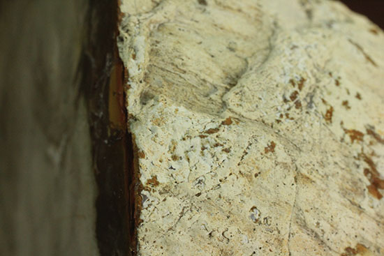 分厚く生々しい木肌！約２億年前の木化石、珪化木（ケイカボク）（その12）