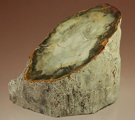 分厚く生々しい木肌！約２億年前の木化石、珪化木（ケイカボク）（その13）