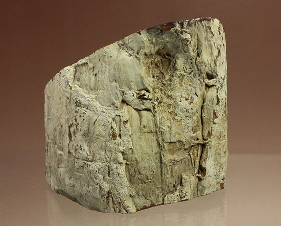 分厚く生々しい木肌！約２億年前の木化石、珪化木（ケイカボク）（その14）