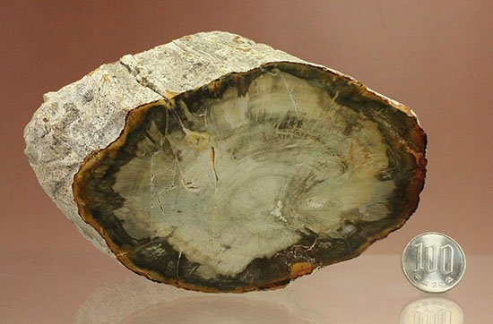 分厚く生々しい木肌！約２億年前の木化石、珪化木（ケイカボク）（その17）
