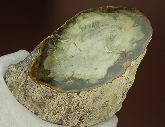 分厚く生々しい木肌！約２億年前の木化石、珪化木（ケイカボク）