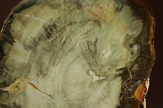 分厚く生々しい木肌！約２億年前の木化石、珪化木（ケイカボク）（その3）
