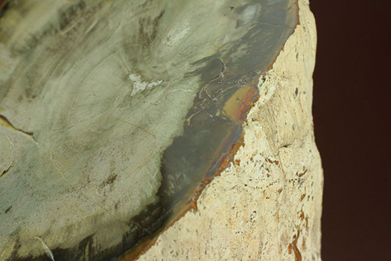 分厚く生々しい木肌！約２億年前の木化石、珪化木（ケイカボク）（その4）