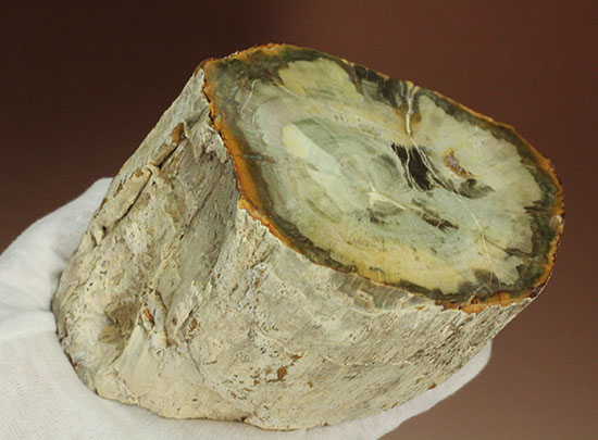 分厚く生々しい木肌！約２億年前の木化石、珪化木（ケイカボク）（その5）
