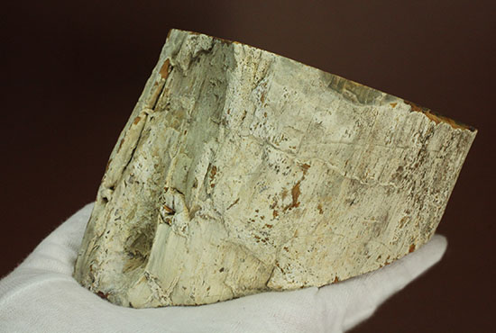 分厚く生々しい木肌！約２億年前の木化石、珪化木（ケイカボク）（その6）