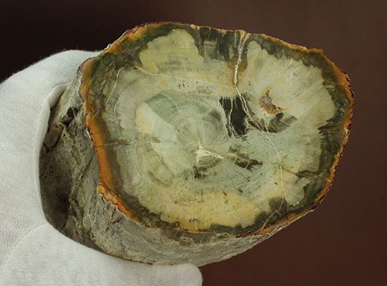 分厚く生々しい木肌！約２億年前の木化石、珪化木（ケイカボク）（その8）