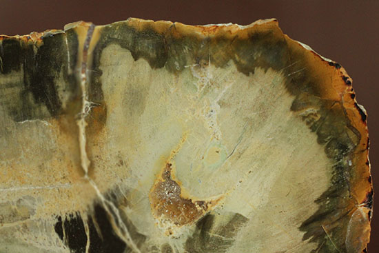 分厚く生々しい木肌！約２億年前の木化石、珪化木（ケイカボク）（その9）