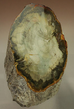 分厚く生々しい木肌！約２億年前の木化石、珪化木（ケイカボク）