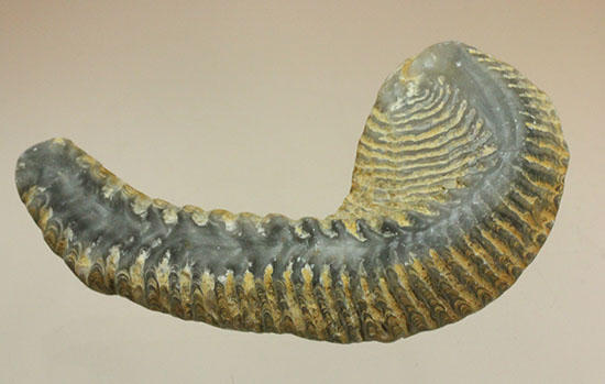 白亜紀カキの化石