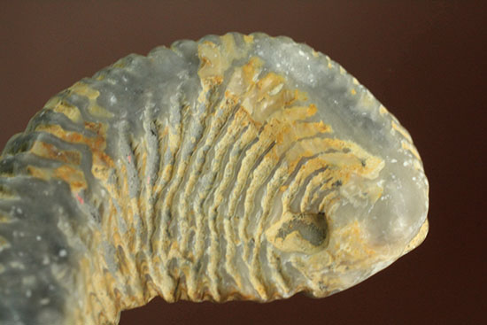 奇怪なフォルムがユニークな、白亜紀のカキ化石（その11）