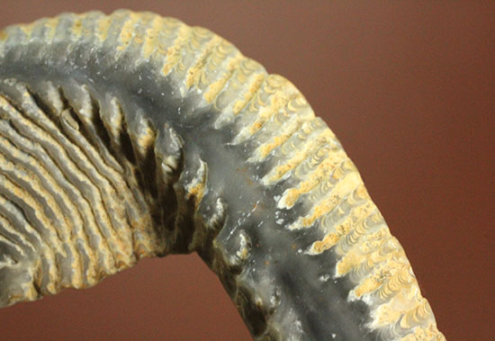 奇怪なフォルムがユニークな、白亜紀のカキ化石（その13）