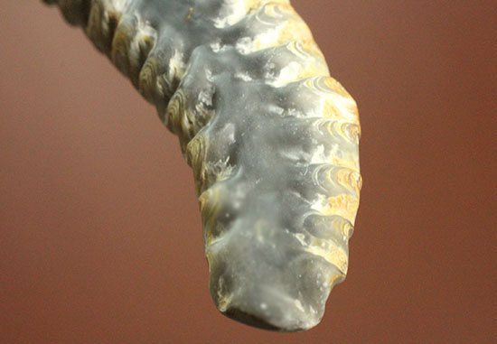 奇怪なフォルムがユニークな、白亜紀のカキ化石（その14）