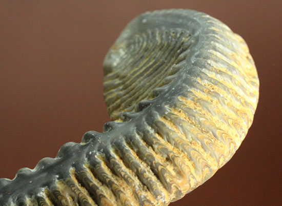 奇怪なフォルムがユニークな、白亜紀のカキ化石（その8）