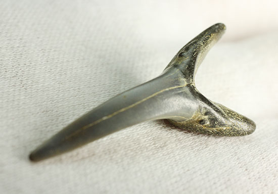 反り返りにご注目！ベルギー産サメの歯化石(Striatolamia macrota)（その6）