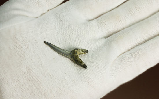 反り返りにご注目！ベルギー産サメの歯化石(Striatolamia macrota)（その7）
