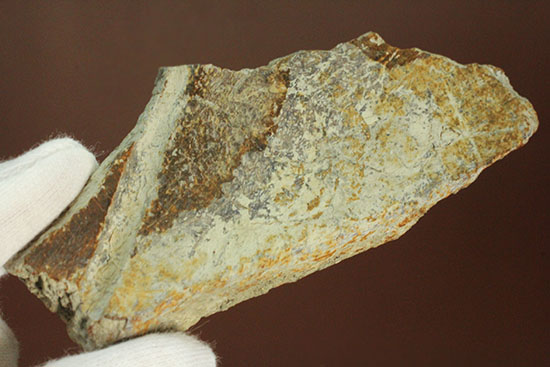 最後の角竜、トリケラトプスの鼻付近の骨化石(Triceratops)（その10）