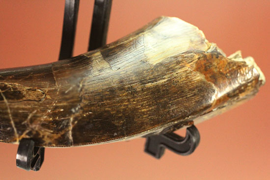 コレクションの王道を行け！ロングカーブ87mmに達するティラノサウルス・レックスの歯化石（その16）