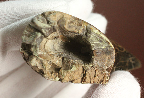 コレクションの王道を行け！ロングカーブ87mmに達するティラノサウルス・レックスの歯化石（その8）