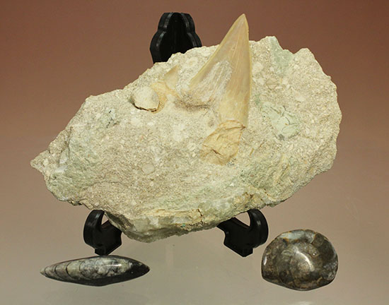 モロッコ海化石３点セット（古代サメの歯、ゴニアタイト、オルソセラス）（その1）