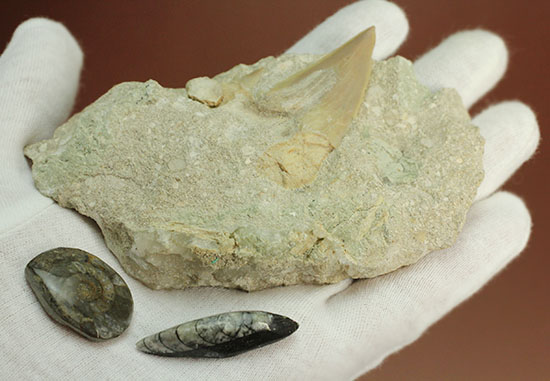 モロッコ海化石３点セット（古代サメの歯、ゴニアタイト、オルソセラス）