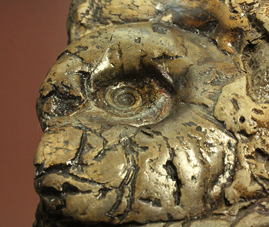 ヘソ部分、繊細にクリーニングされています。北海道産アンモナイト(Ammonite)(その1)