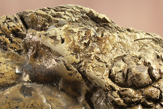 ヘソ部分、繊細にクリーニングされています。北海道産アンモナイト(Ammonite)(その10)