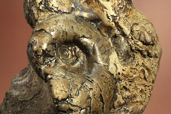 ヘソ部分、繊細にクリーニングされています。北海道産アンモナイト(Ammonite)(その11)
