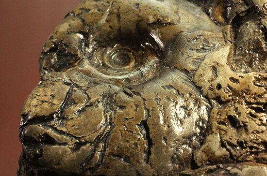 ヘソ部分、繊細にクリーニングされています。北海道産アンモナイト(Ammonite)（その12）