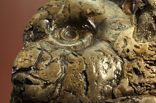 ヘソ部分、繊細にクリーニングされています。北海道産アンモナイト(Ammonite)(その12)