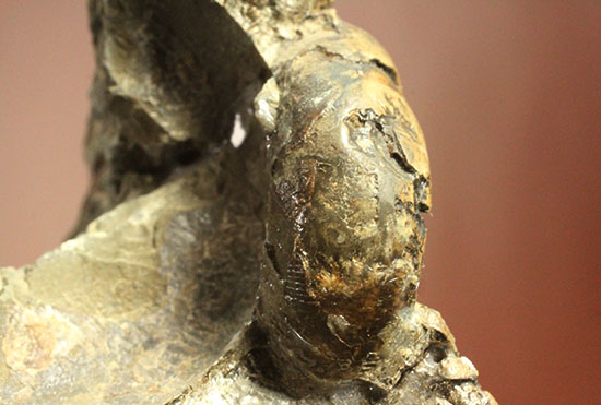 ヘソ部分、繊細にクリーニングされています。北海道産アンモナイト(Ammonite)(その13)
